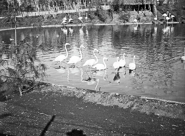 Zoo of Rome: the lake with flamingos