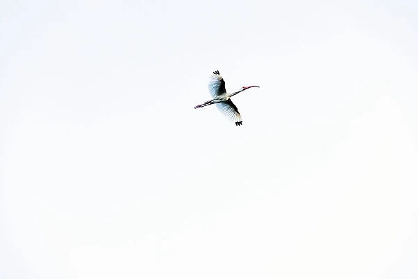 American white ibis in flight