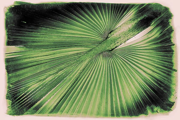 Artistic view of palm frond