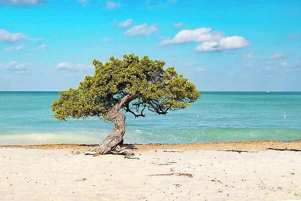 Aruba, Eagle beach famous Fofoti tree