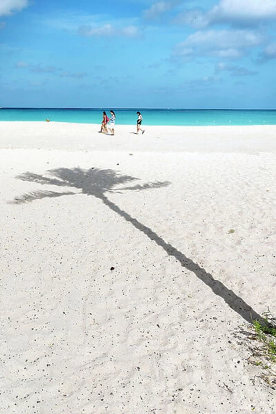 Aruba, Eagle beach Palm tree shadow on sandy beach