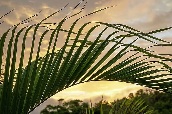 Bermuda, Flora, palm fronds against golden sky