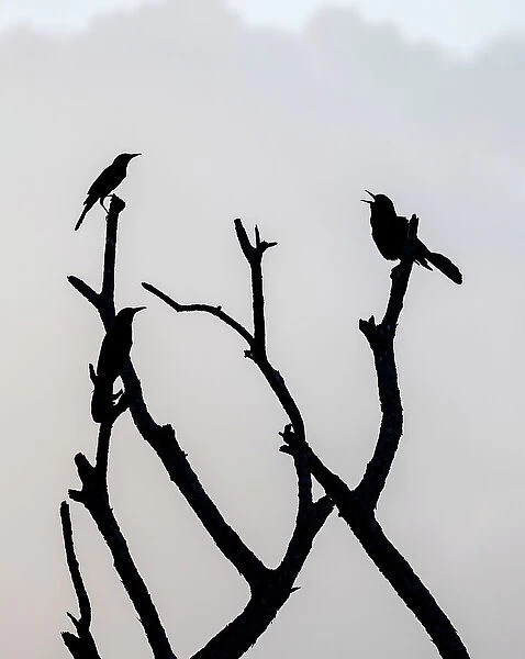 Bird singing on tree branch