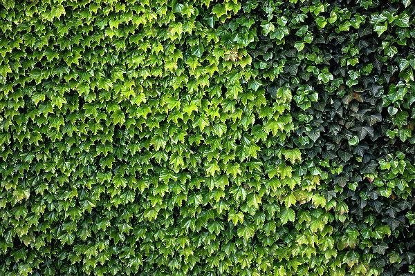 Close up of ivy on building