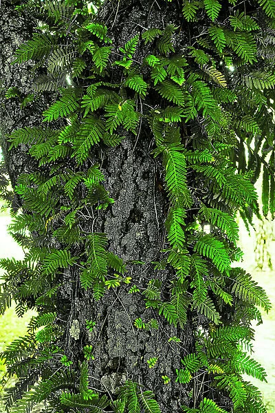 Close-up of a tree trunk with fern