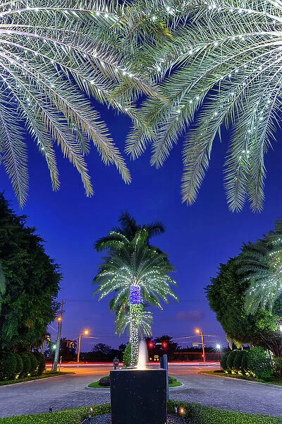 Florida, Boca Raton, palm trees with lights
