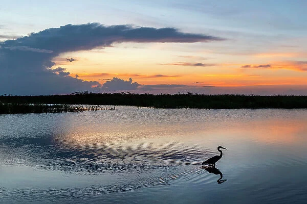 Florida, Everglades, Arthur R. Marshall Loxahatchee Wildlife Refuge, Great Blue Heron at sunset