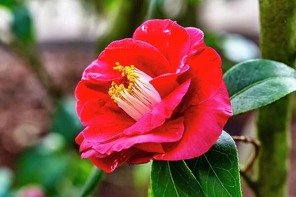 Flowering red peony