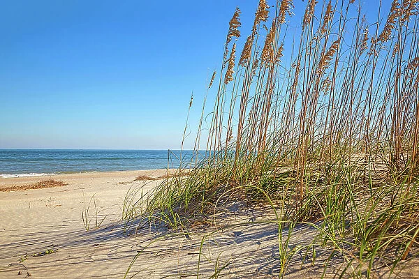 Georgia, Tybee Island, sea oats on beach dunes