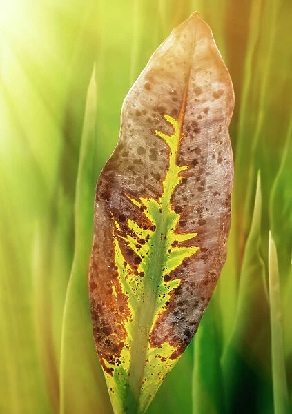 Green, brown, and yellow leaf on an aquatic plant