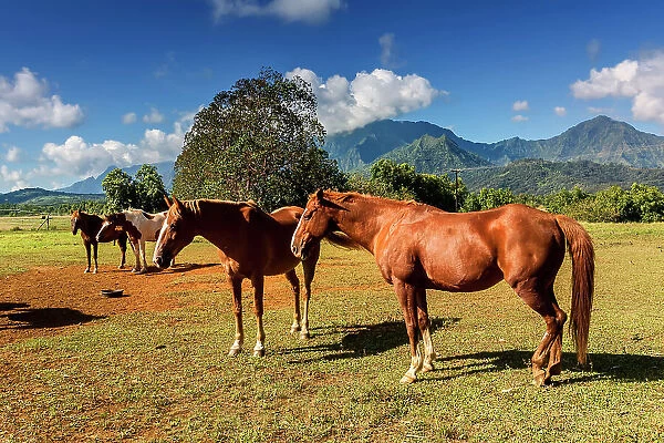 Hawaii, Kauai, Princeville Ranch Horseback Adventures