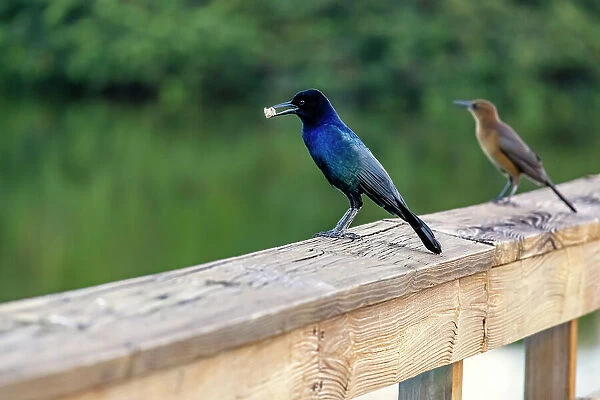 Male Boat-Tailed Grackle with food in mouth