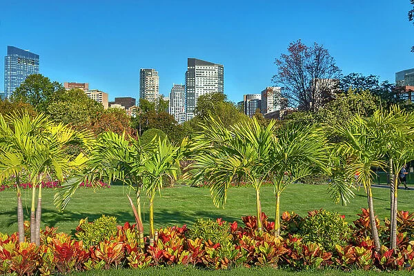 Massachusetts, Boston, skyline seen from Public Garden