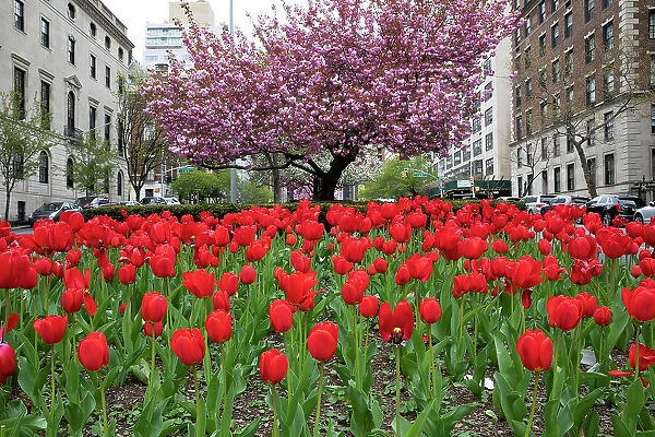 New York City, Manhattan, Park Avenue Scene During Springtime