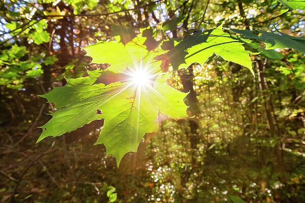 New York, Sunlight through leaf
