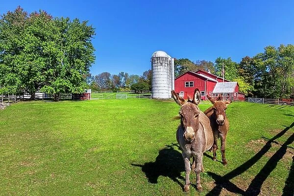 New York, Warwick, Traditional farm with Pony donkeys