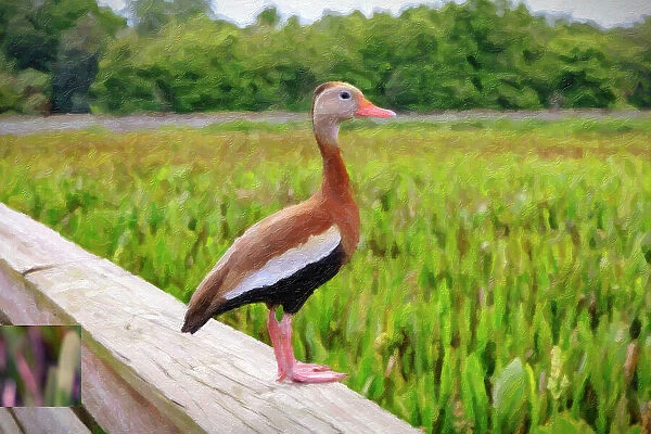 Oil painting of Black-Bellied Whistling-Duck