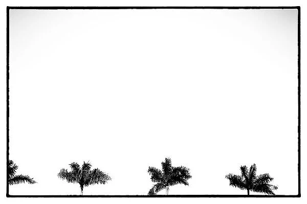 Palm trees against white sky