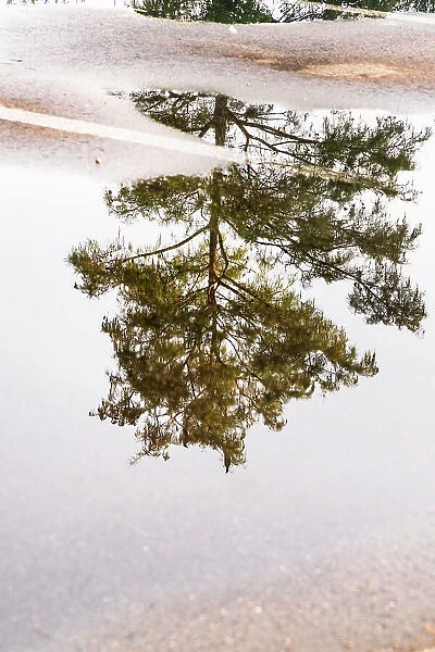Reflection of tree on puddle in a parking lot