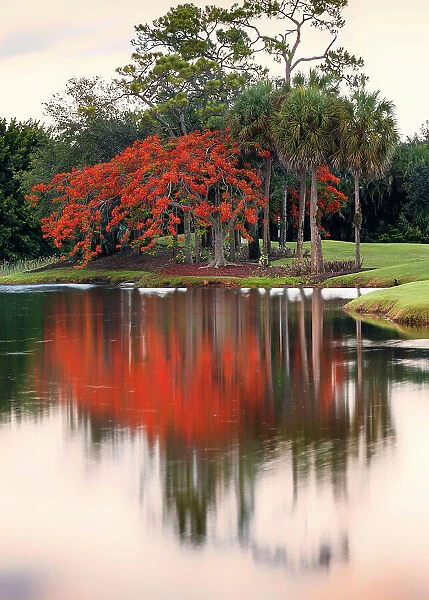 Royal Poinciana tree reflecting over lake