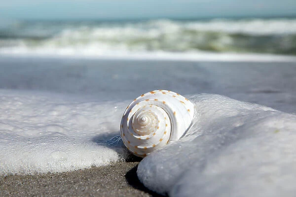 Sea foam covering shell on beach