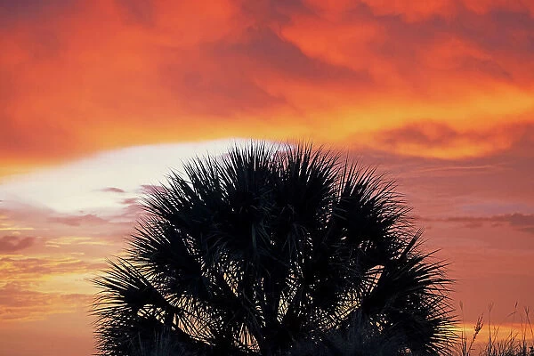 Silhouette of palm tree against dramatic sky