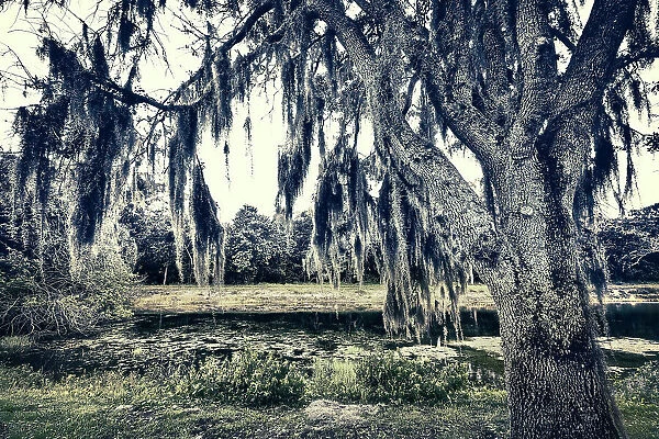 Spanish moss hanging on oak tree near lake