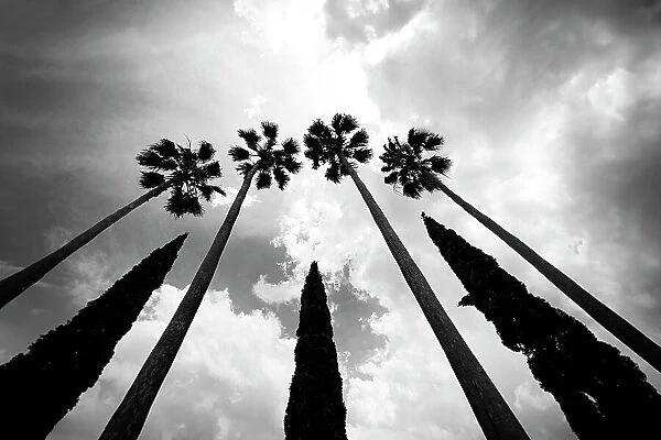 Tall palm trees with cypress trees in the middle