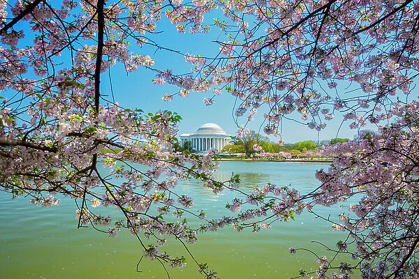 Washington, D.C. Jefferson Memorial During Springtime