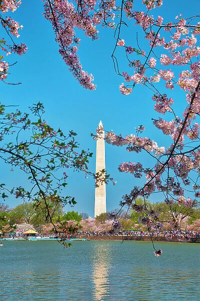 Washington, D.C. Washington Monument During Springtime