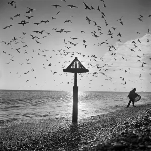 Aldeburgh Beach, Suffolk a082550