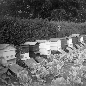 Beekeeping, 1908 BB98_06002