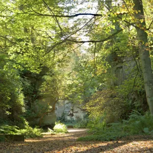 Belsay Quarry Garden N060829