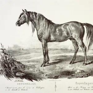 Copenhagen, the Duke of Wellingtons horse J050173