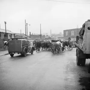 Driven cattle, Norfolk a98_11670