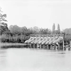 Eel traps CC76_00240