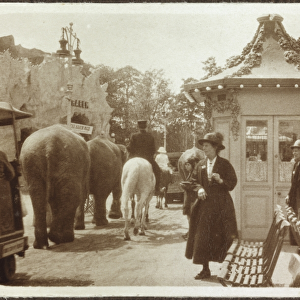 Elephant parade RJW01_01_089