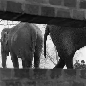 Elephants a098723