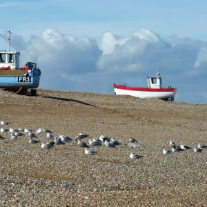 Fishing boats, Dungeness Beach N100296