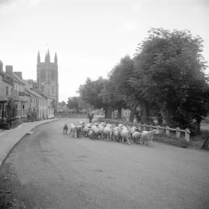 Flock of sheep a98_09813