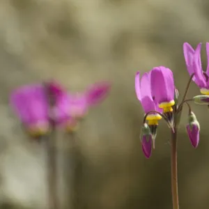 Flowering alpines N080164