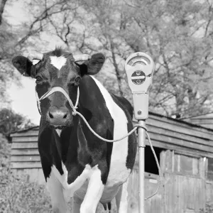 Farming and rural economy Framed Print Collection: Livestock