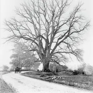 The Fyfield Elm CC73_00468