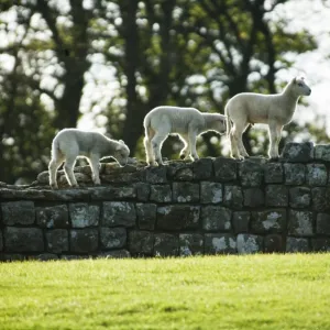 Hadrians Wall: Housesteads Fort N071084