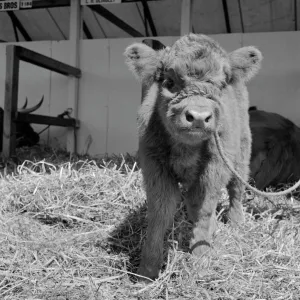 Highland calf a094021