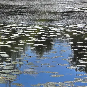 Abstracts Metal Print Collection: Reflections