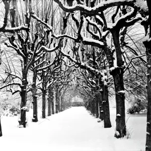 Lime Walk in the snow CC54_00329