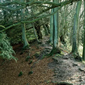 Offas Dyke, Gloucestershire K920276