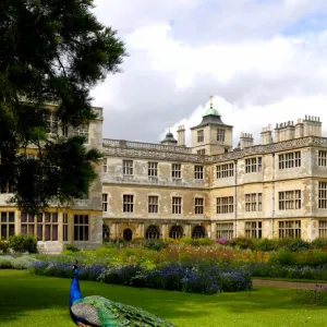 Peacock at Audley End N071334