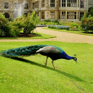 Audley End House Photographic Print Collection: Audley End gardens